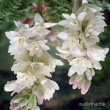 augmented_Polianthes tuberosa flower1_rotated_180.jpeg